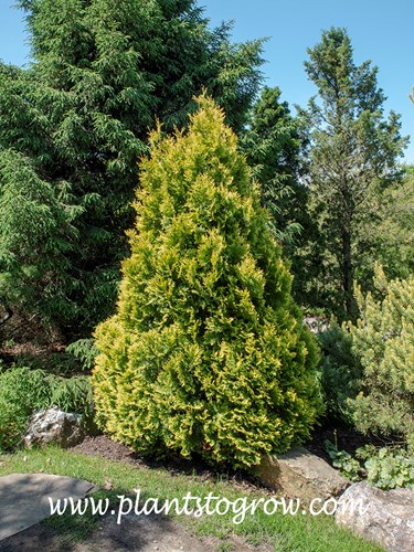 Europe Gold Arborvitae (Thuja occidentalis)
Not a lot of data about this plant and most is recycled data. Listed as 8-12 feet tall.  This plant  is reaching this size.